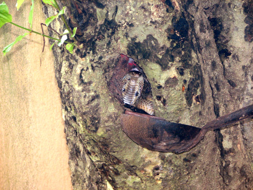 bhadrak-snake-04.jpg