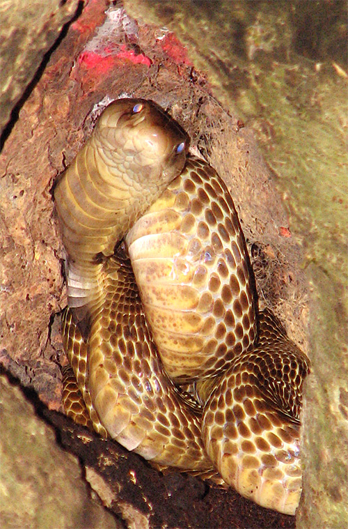 bhadrak-snake-05.jpg