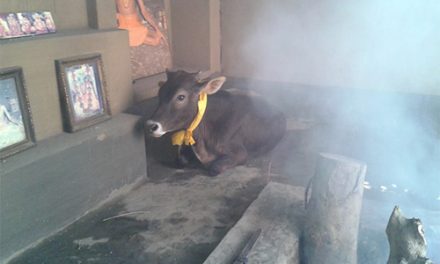 Vamana the Bull Joins the Ashram
