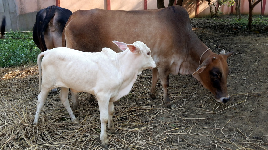 Meet Baladeva: A New Bull Calf Was Born at Our Ashram’s Goshala