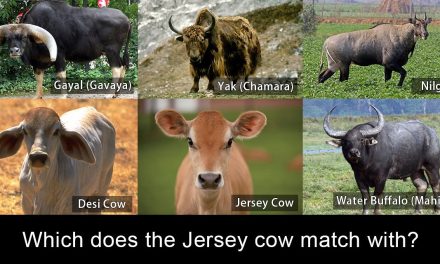 Are Western Breed Cows Actually Cows?