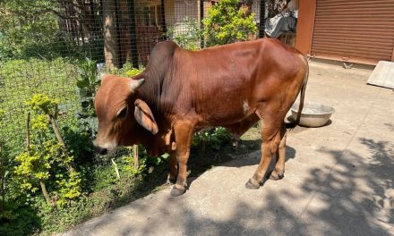 Treating a Badly Injured Street Bull at Our Ashram in Bhadrak