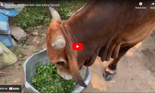 Shambhu the Street Bull Likes Eating Spinach