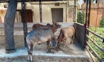 Broken Leg’s Journey: A Bull’s Tale