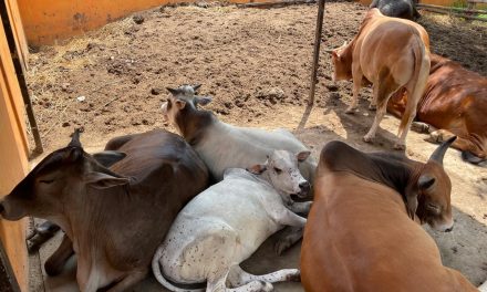Baby Balarama Joins the Herd After 7 Months of Healing