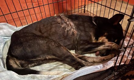 The Black Mother Dog and Her Healing Miracle