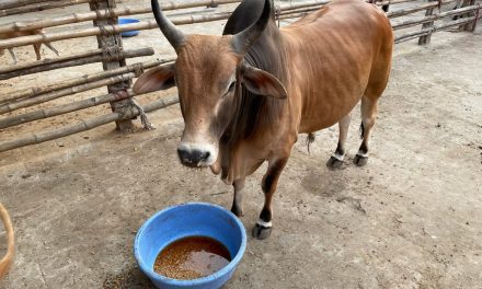 Feeding Horse Gram (Kulthi) to the Bulls on Tuesdays to Pacify Mars