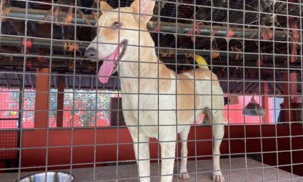 A Street Dog With an Injured Tail Finds Help and Healing
