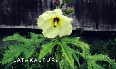 Tracing the True Source of Kasturi Fragrance Through Time