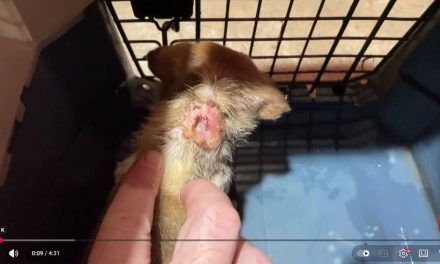 Treating Two Street Puppies with Severely Infected Bite Wounds.