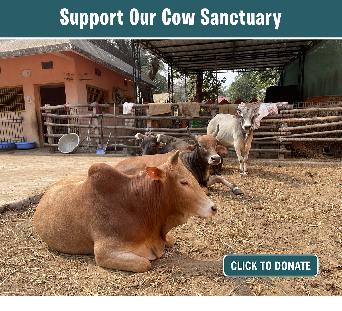 Cows at our sanctuary — support our rescue work