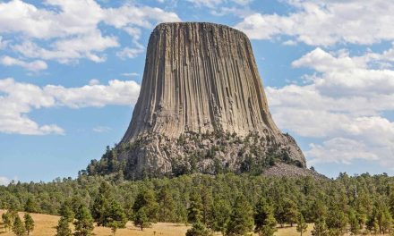 When Giant Forests Covered the Earth